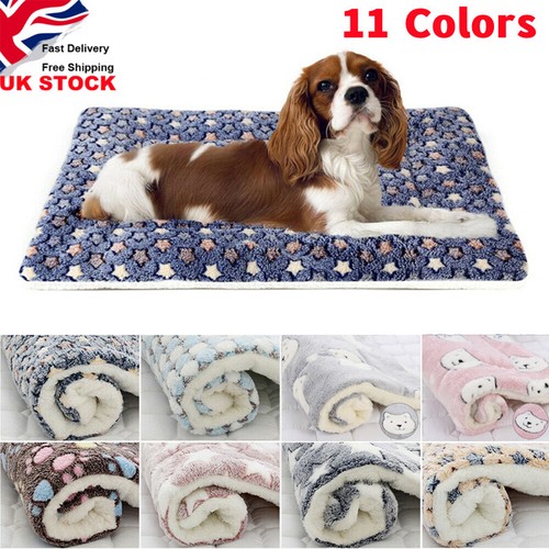 Puppy pet home - cat, dog